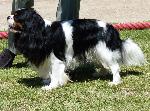 Cães