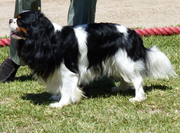 Cavalier King Charles Spaniel