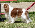 Cães
