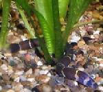 Kuhli <i>(Acanthophthalmus kuhlii)</i>