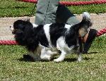 Cães