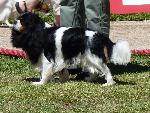 Cães