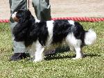 Cães