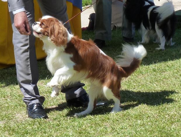Cavalier King Charles Spaniel