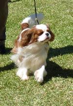 Cães