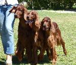 Cães