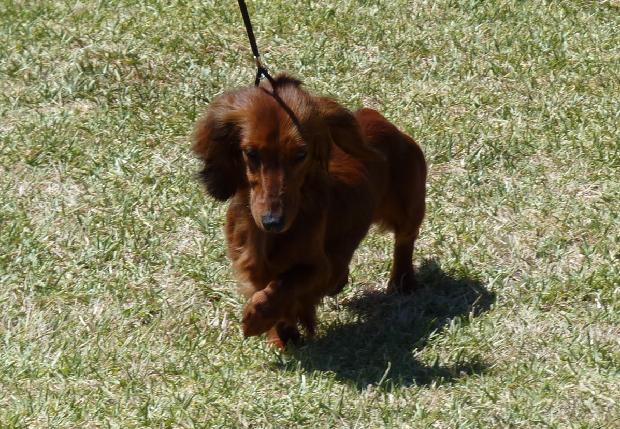 Baixote de Pêlo Comprido