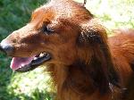 Cães