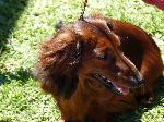 Cães
