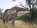 Girafa