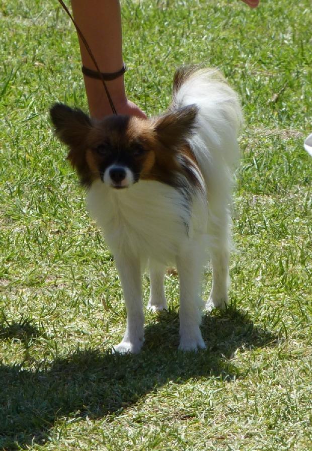 Epagneul Anão Continental Papillon