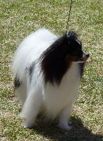 Cães