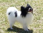 Cães