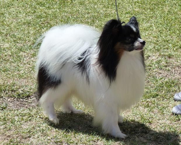 Epagneul Anão Continental Papillon