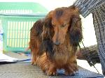 Cães