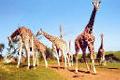 Girafas