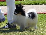Cães
