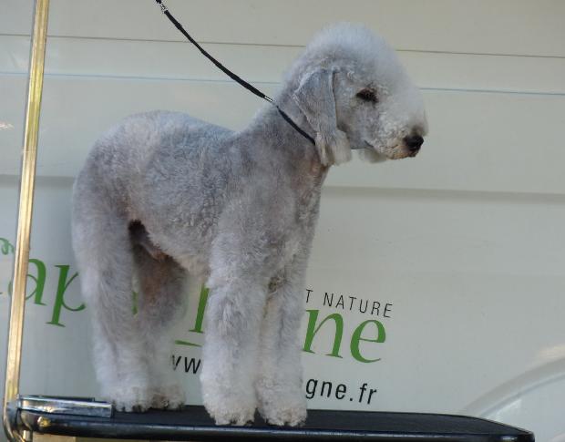Bedlington Terrier