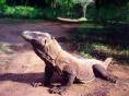 Dragão de Komodo