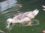 Aves