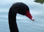 Aves