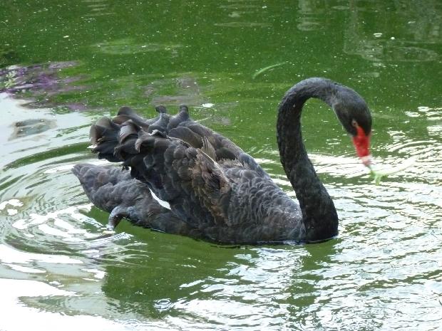Cisne-negro