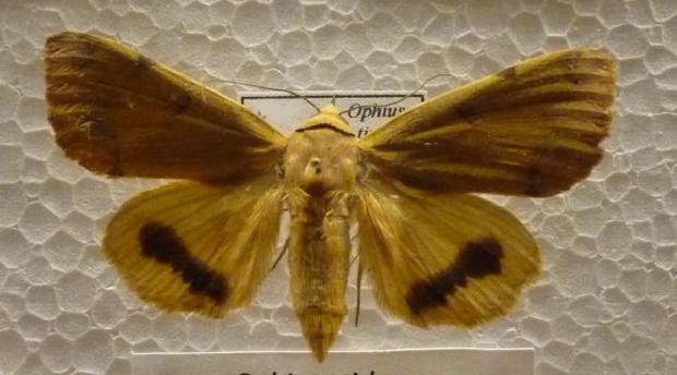 Ophiusa tirhaca