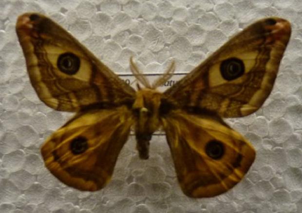 Saturnia pavonia