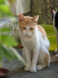 FIV – Vírus da Imunodeficiência Felina