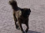 Cães