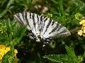 Borboleta-zebra