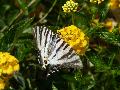 Borboleta-zebra