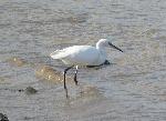 Aves