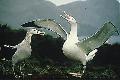 Albatrozes