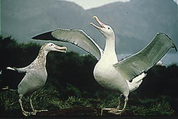 Albatrozes