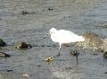 Garça-branca-pequena