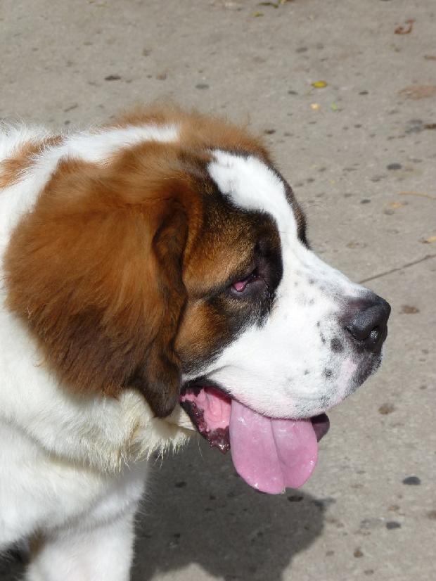 Cão de São Bernardo