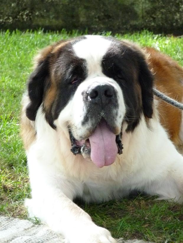 Cão de São Bernardo