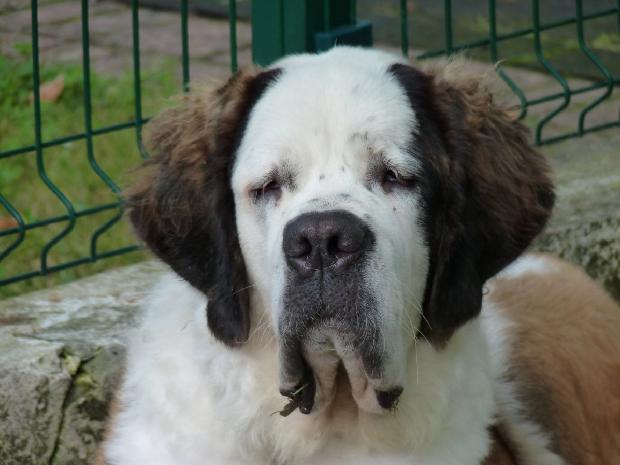 Cão de São Bernardo