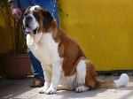 Cães