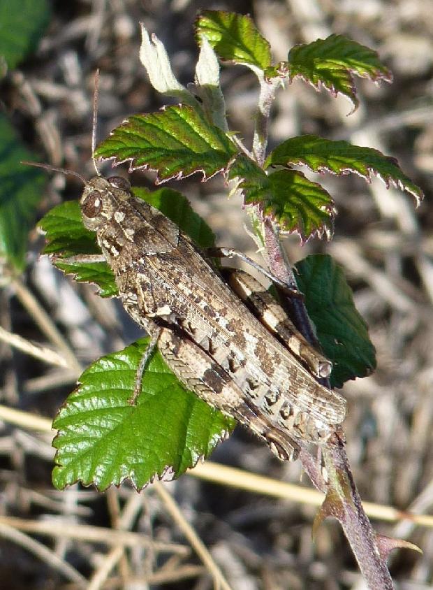 Gafanhoto-de-asas-azuis