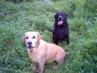 Retriever do Labrador