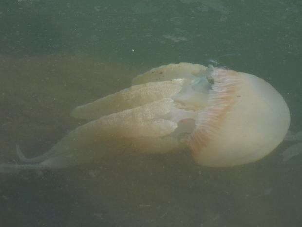 Jellyfish