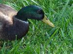 Aves