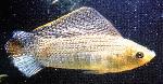 Molly  <i>(Poecilia latipinna)</i>