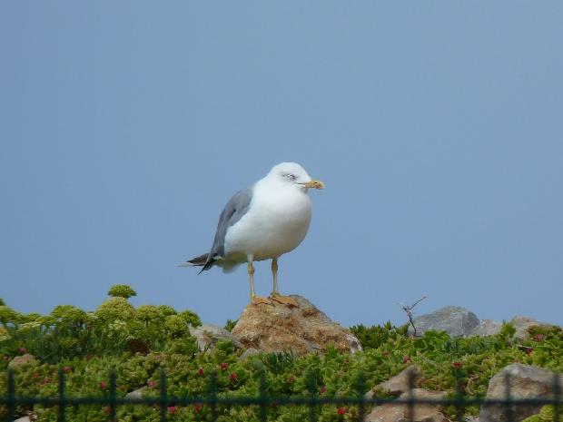 Gaivota