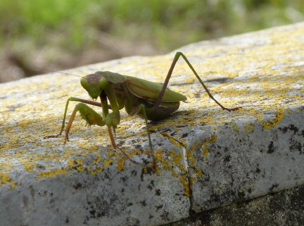 <i>Mantis religiosa</i>