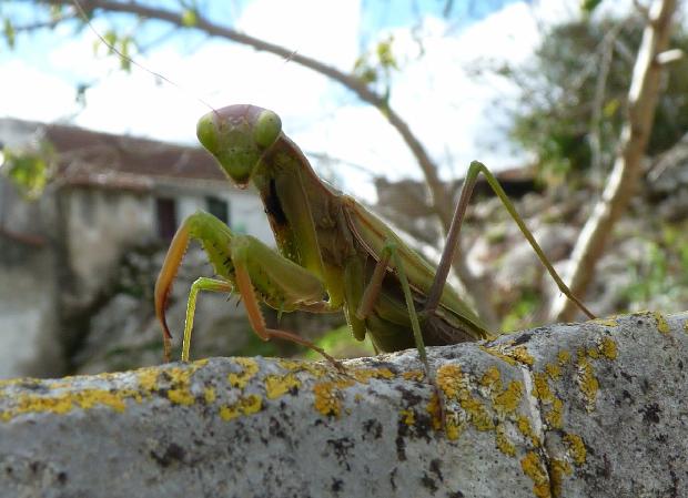 <i>Mantis religiosa</i>