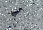 Aves