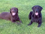 Cães